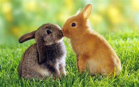 animal lover wallpaper|Animal Lover Pictures .